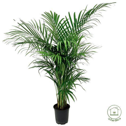 Areca lutescens