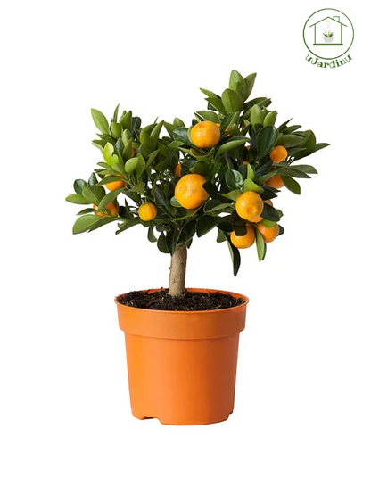 Bonsai Calamondino - Citrus microcarpa