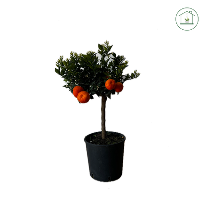 Chinotto Nano - Citrus myrtifolia