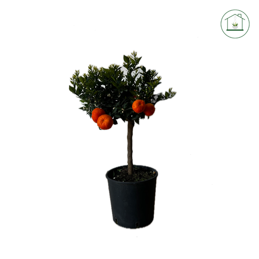 Chinotto Nano - Citrus myrtifolia