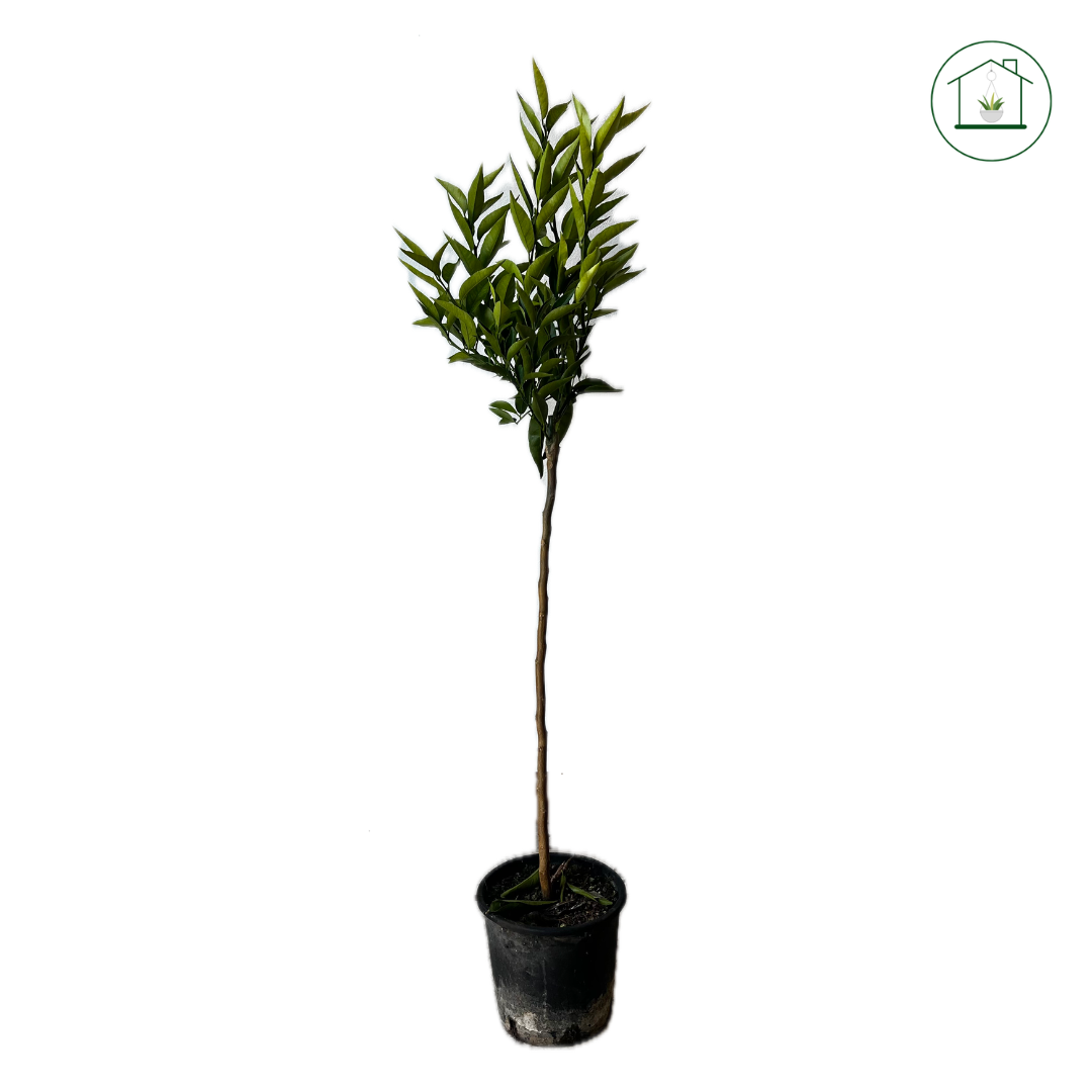 Clementino Hernandina Alberello - Citrus clementina