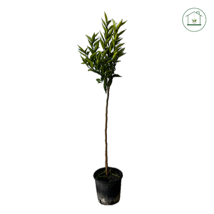 Clementino Hernandina Alberello - Citrus clementina