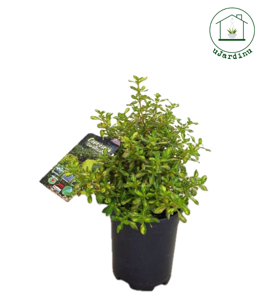 Coprosma lemon lime