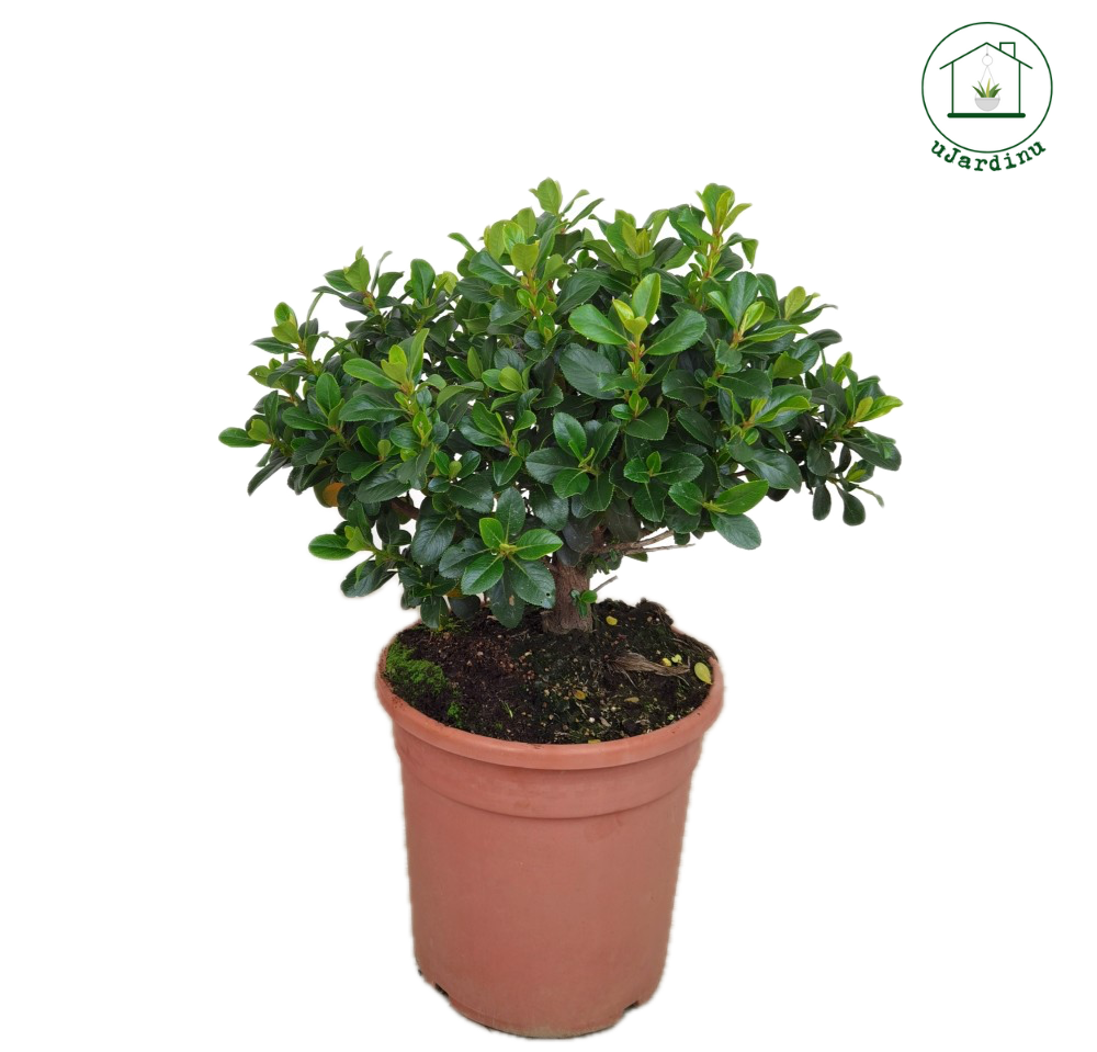 Escallonia