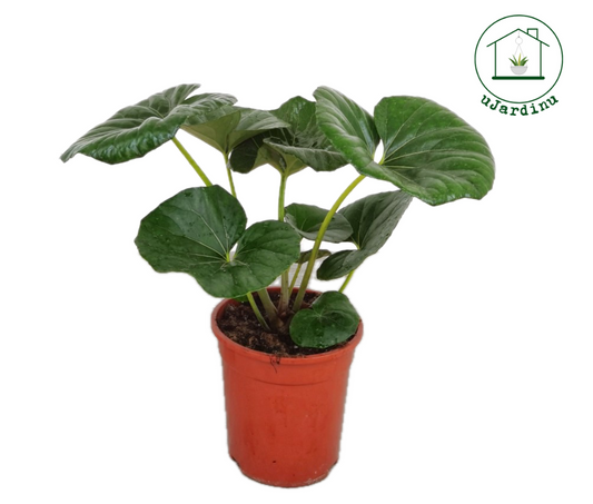 Farfugium japonicum