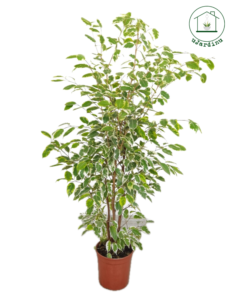 Ficus samantha