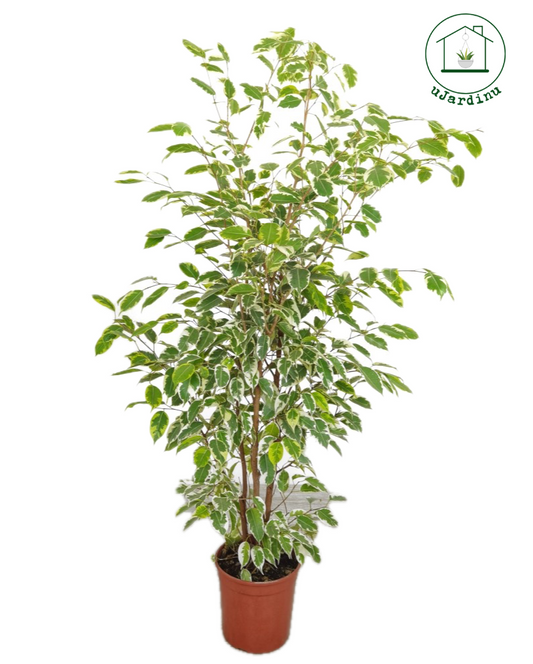 Ficus samantha