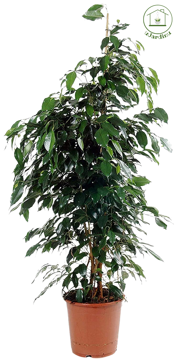 Ficus benjamin