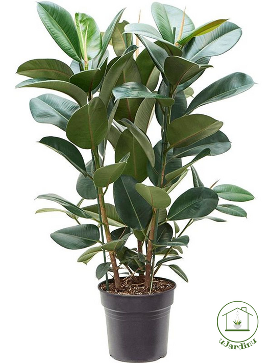 Ficus elastica robusta