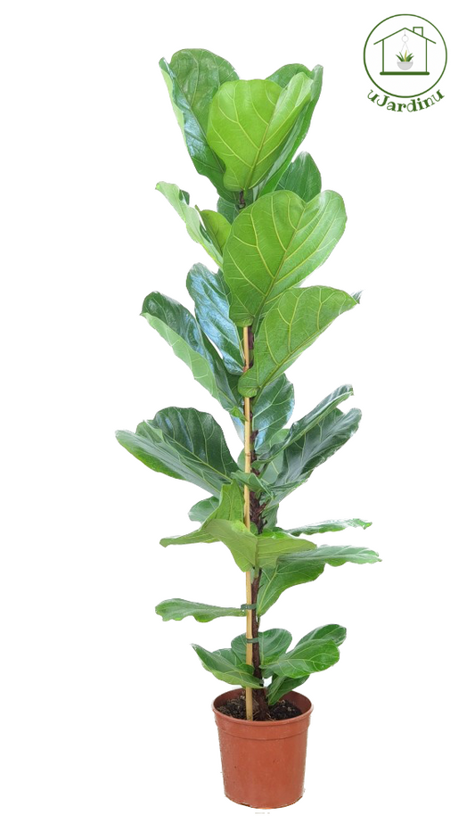 Ficus pandorato