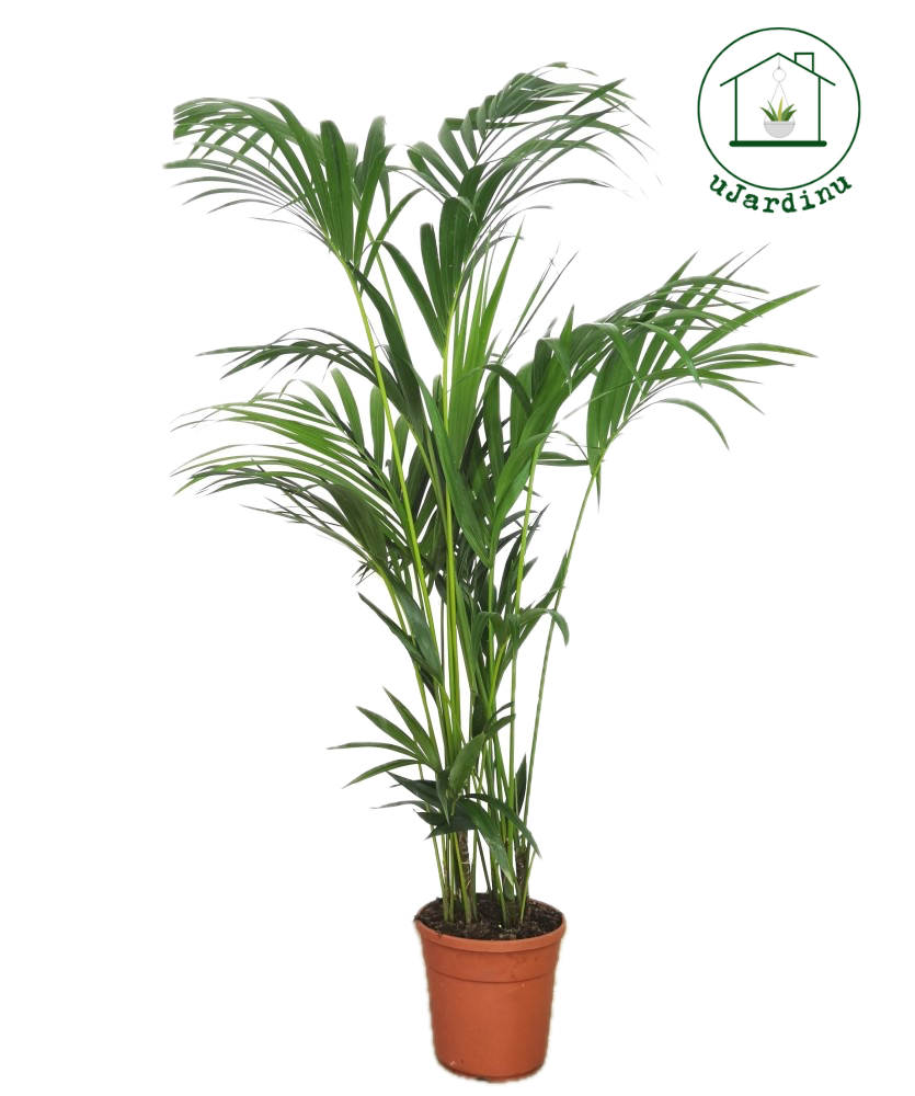 Kentia