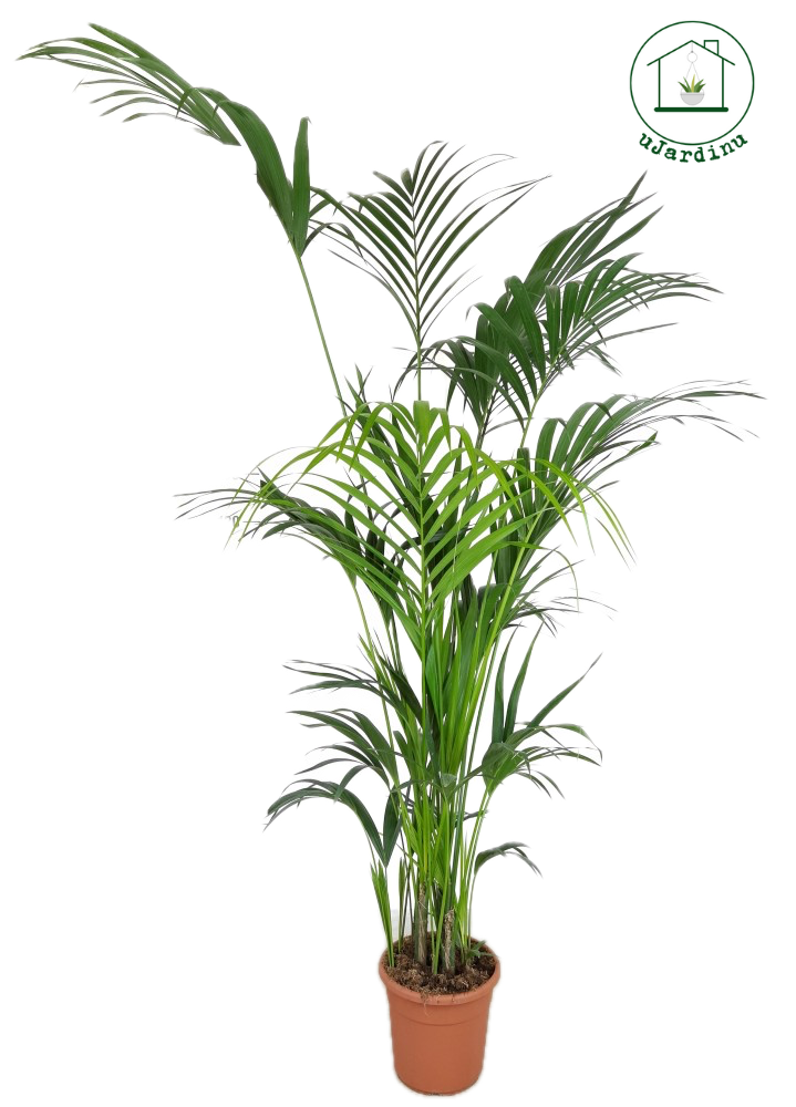 Kentia