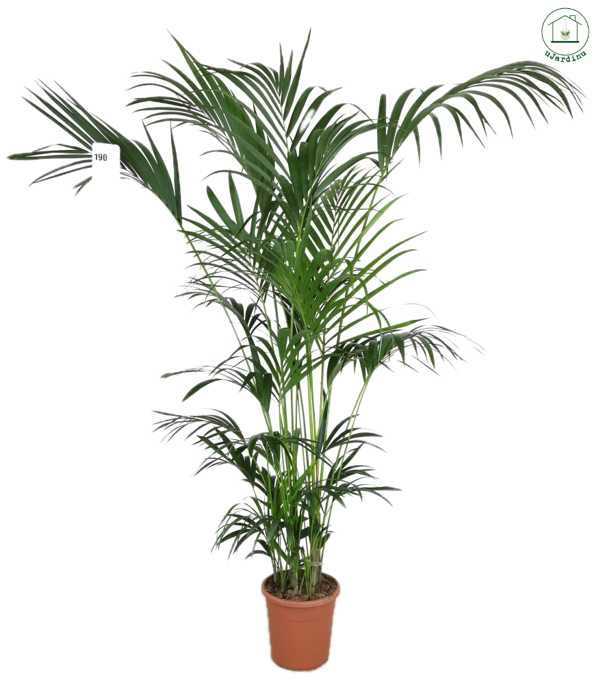 Kentia