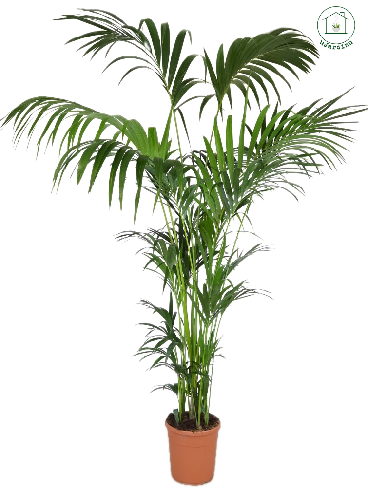 Kentia