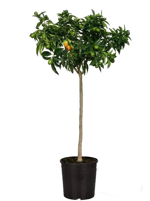Kumquat Alberello - Fortunella margarita