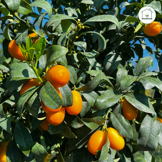 Kumquat Nano - Fortunella margarita