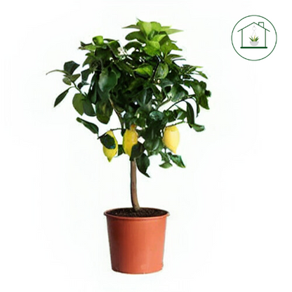 Limone Carrubaro Nano - Citrus limon