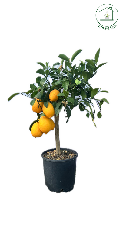 Limone Meyer in Vaso 20 - Citrus meyeri