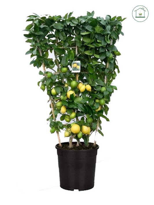 Limone Spalliera - Citrus limon