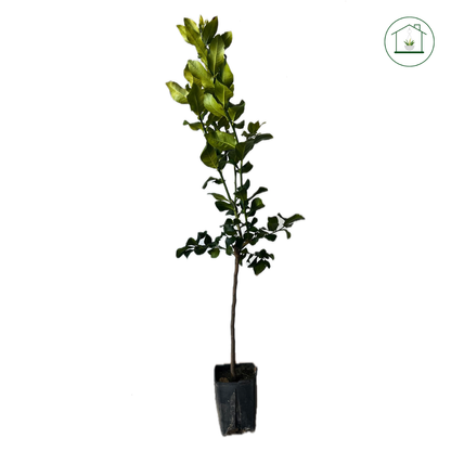 Limone Zagara Bianca Alberello - Citrus limon
