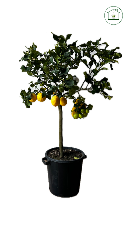 Limone Zagara Bianca Alberello - Citrus limon