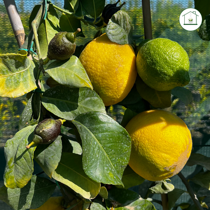 Limone Carrubaro Nano - Citrus limon