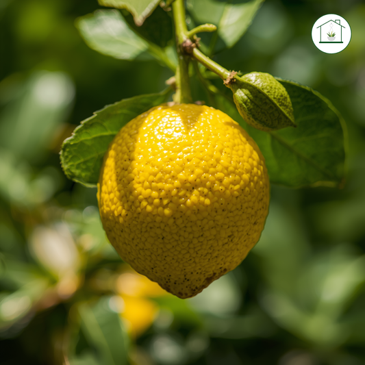 Limone Interdonato Alberello - Citrus limon