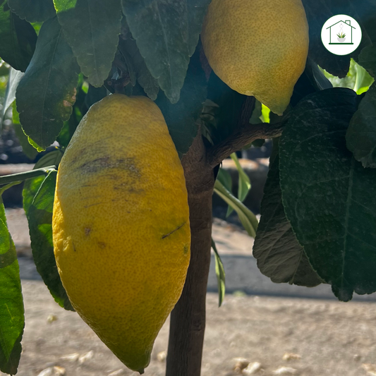 Limone Lunario Alberello - Citrus limon