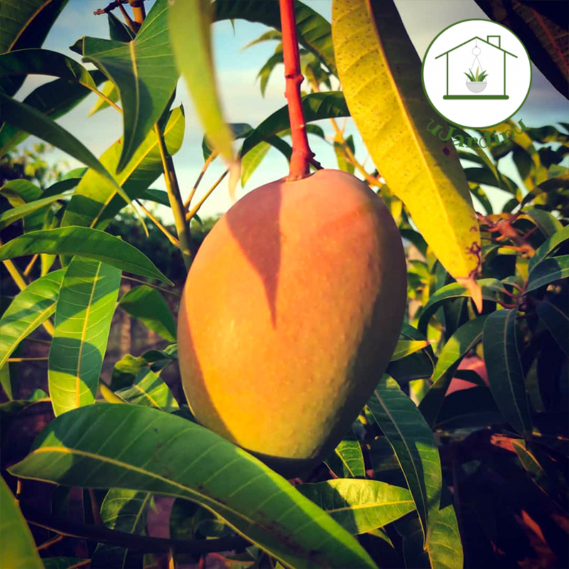 Mango glenn - Mangifera indica