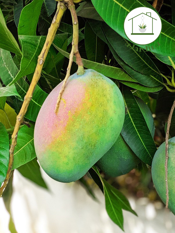 Mango kent - Mangifera indica