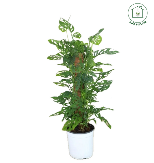 Monstera monkey forma tutore muschiato