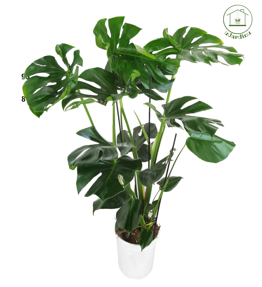 Monstera deliciosa