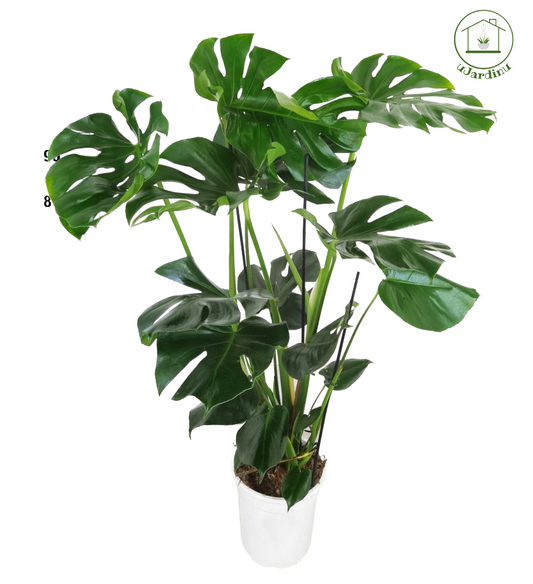 Monstera deliciosa