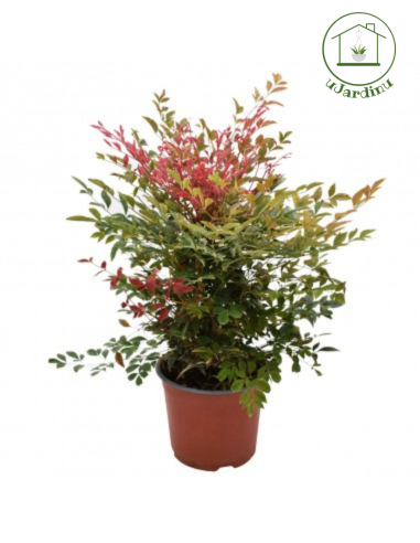 Nandina domestica