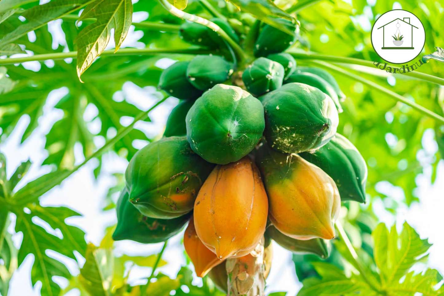 Papaya - Carica papaya