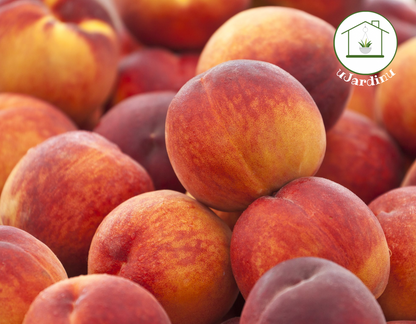 Pesco - Prunus persica