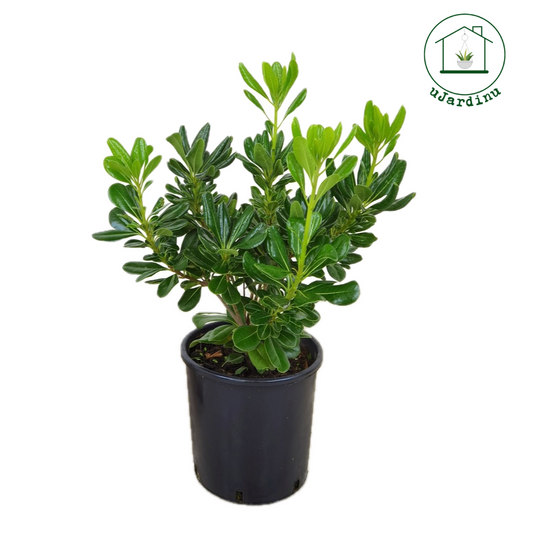 Pittosporo - Pittosporum tobira