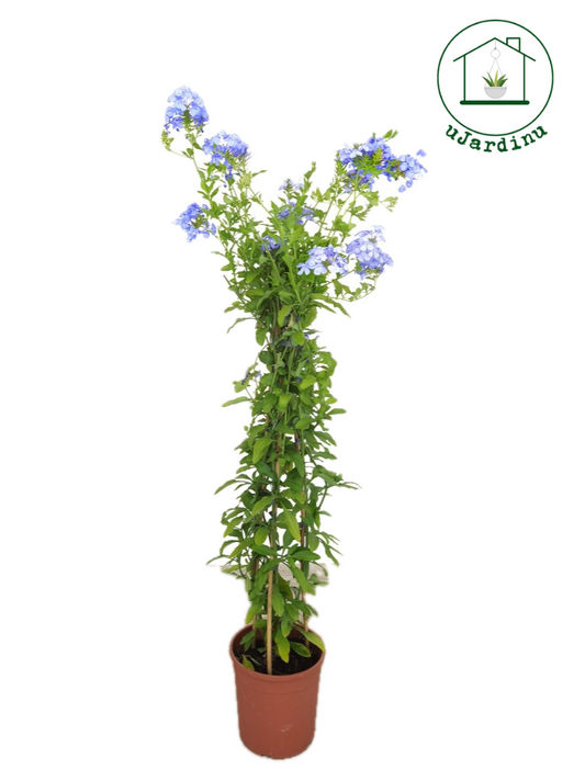 Plumbago - Plumbago Auriculata Azureum