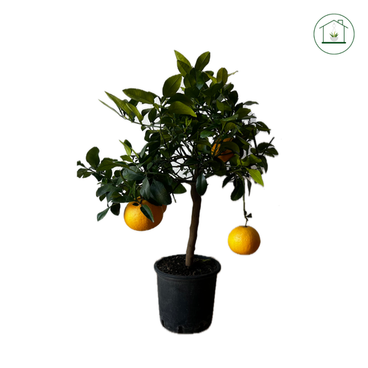 Pompelmo Giallo Nano - Citrus paradisi