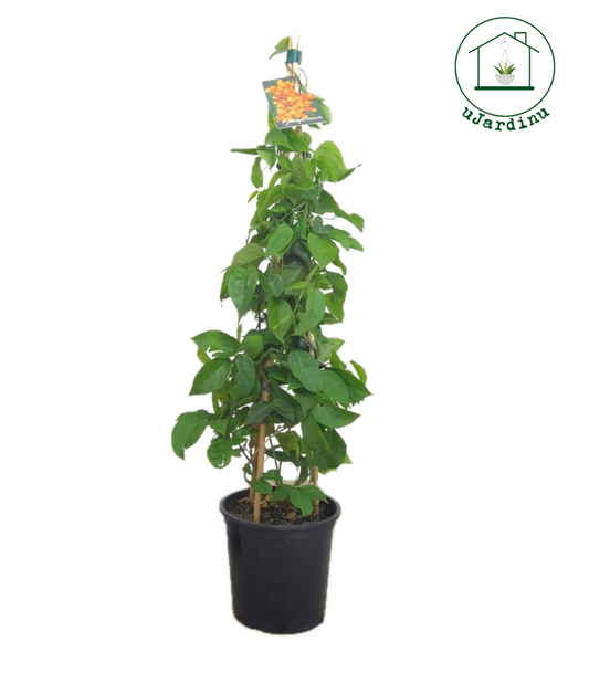 Pyrostegia venusta - Tromba Fiammeggiante