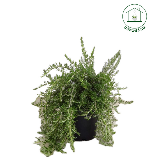 Rosmarino prostrato - Rosmarinus officinalis prostratus