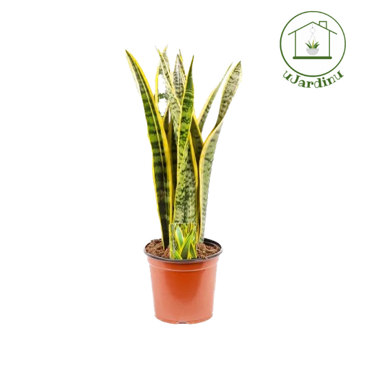 Sansevieria laurentii