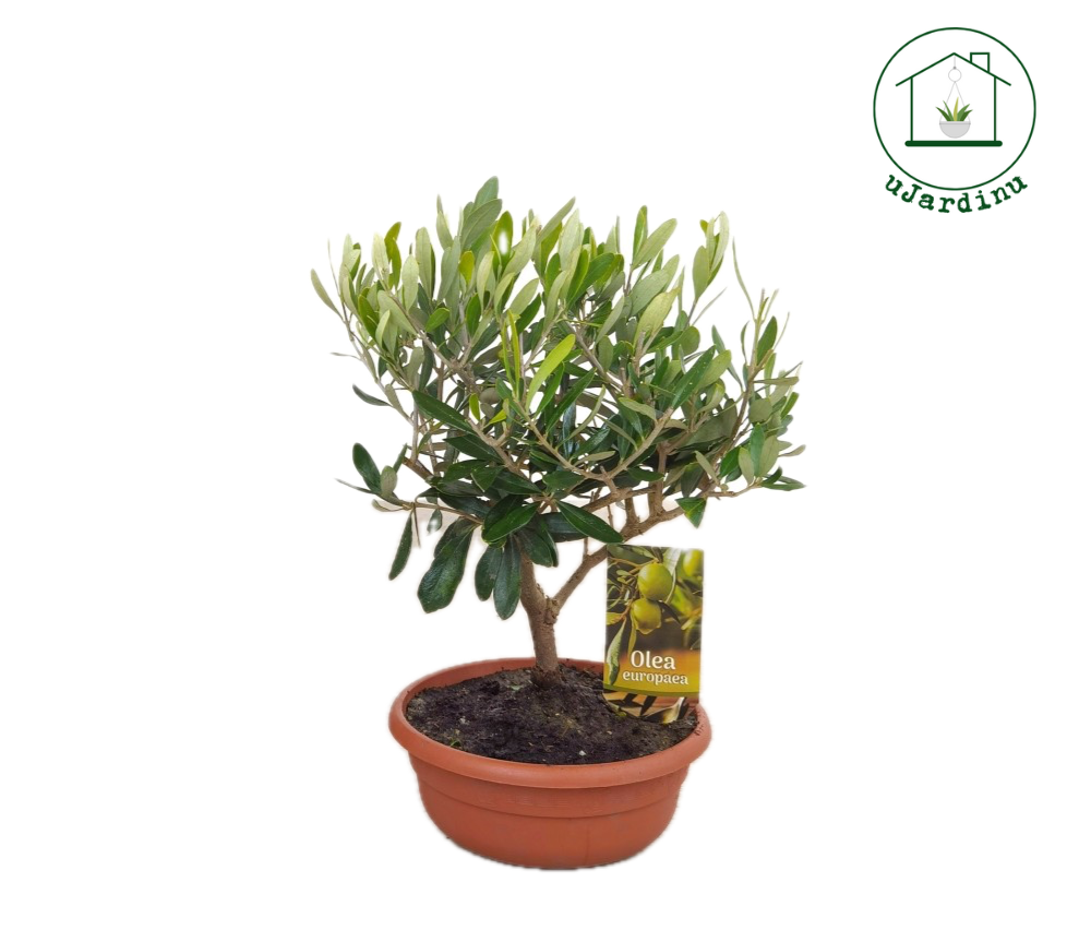 Ulivo Bonsai Ciotola - Olea europea