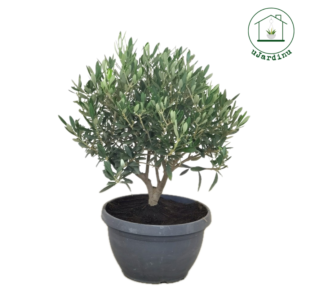 Ulivo Bonsai Ciotola - Olea europea