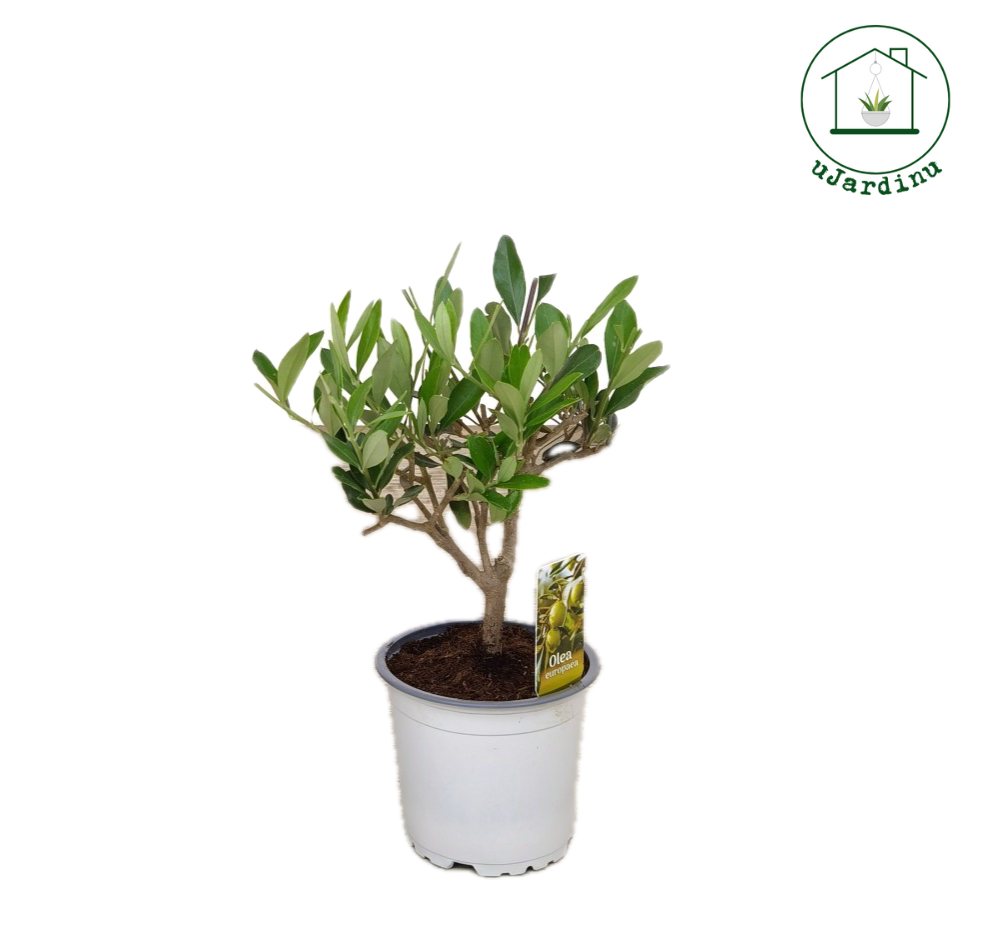 Ulivo Bonsai - Olea europea