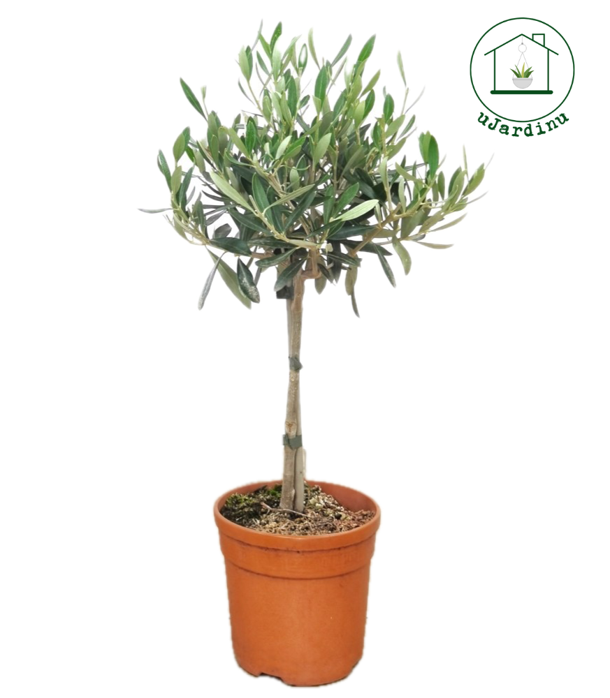 Ulivo Mini Alberello - Olea europea