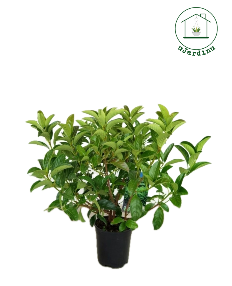 Viburno lucido - Viburnum lucidum