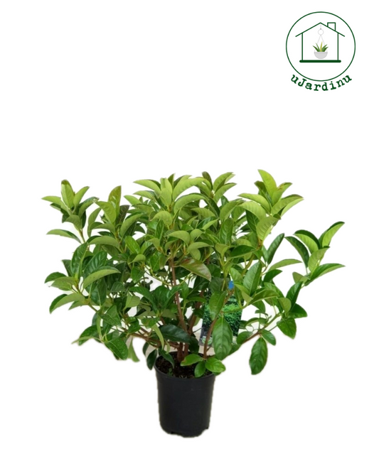 Viburno lucido - Viburnum lucidum