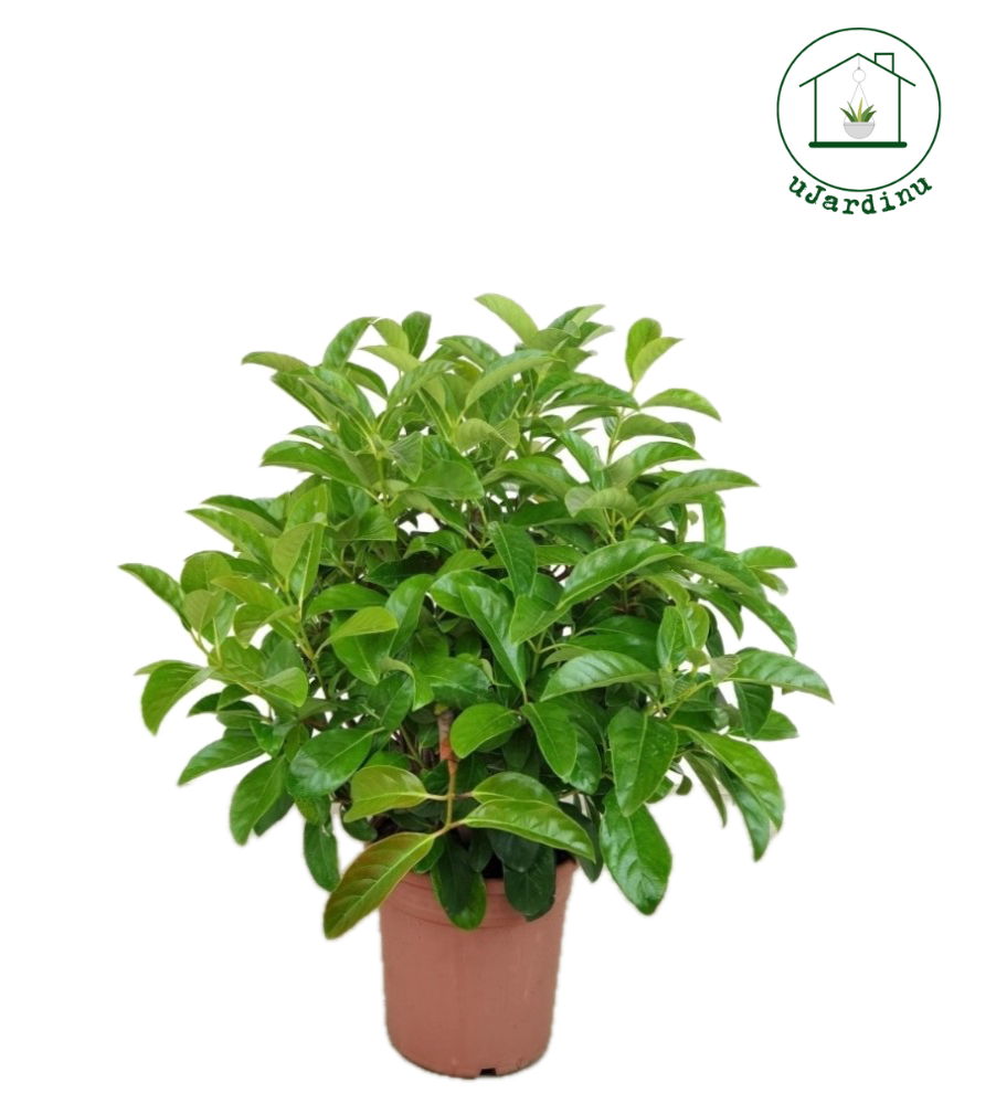 Viburno lucido - Viburnum lucidum