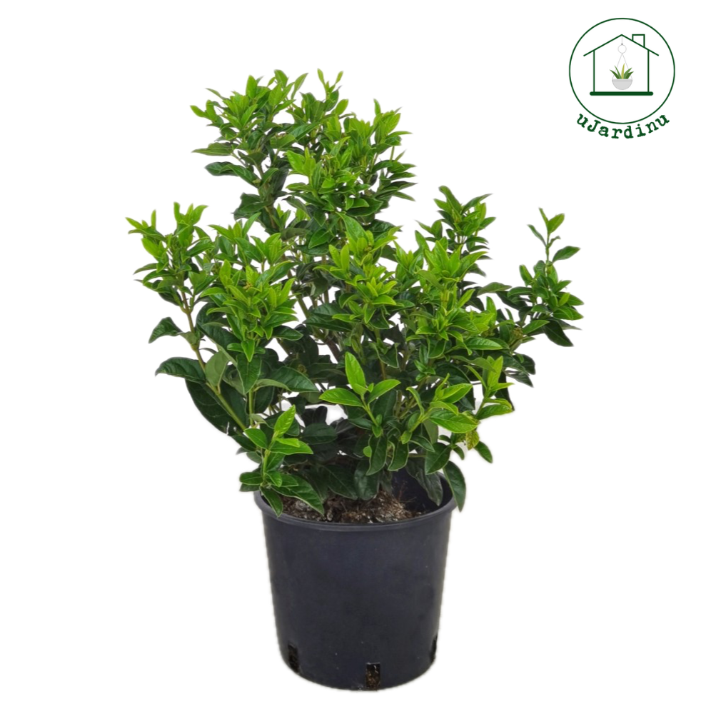Viburno Tino - Viburnum tinus
